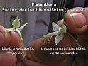 Waldhyazinthe (Platanthera), links bifolia, rechts chlorantha, Ausschnitt