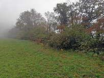 Kaiserstuhl, Badberg, Pflegetermin am 11. November 2023 (Foto: Peter Lutz)