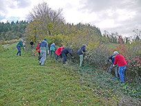 Kaiserstuhl, Badberg, Pflegetermin am 11. November 2023 (Foto: Peter Lutz)