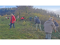 Kaiserstuhl, Badberg, Pflegetermin am 11. November 2023 (Foto: Peter Lutz)