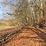 noch winterlicher Buchenwald in herrlichem Licht (Foto: Monika Wendlandt)