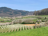 Eggenertal, blühende Kirschbäume (Foto: Hella Brückel)