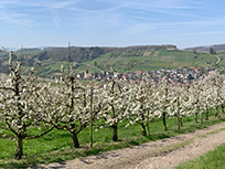 Eggenertal, blühende Kirschbäume (Foto: Hella Brückel)