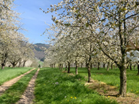 Plantagen mit blühenden Kirschbäumen (Foto: Hella Brückel)