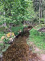 klarer Bach im naturbelassenen Wald (Foto: Rosina Kaltenbach)