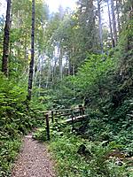 Schluchtensteig entlang der Wehra, Holzbrücke, umgestürzte Birken (Foto: Hella Brückel)
