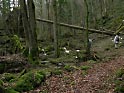 wilder Wald, umgestürzter Baum