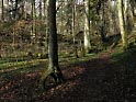 Baum auf Stelzen, seitliches Licht