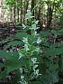Waldhyazinthe, grünliche Kuckucksblume (Platanthera chlorantha)