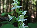 Platanthera chlorantha, Ausschnitt