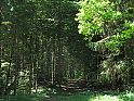 Wald nahe der Schutzhütte