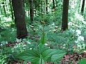 Immenblatt (Melittis melissophyllum), Knospen