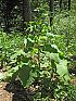 große Klette (Arctium lappa)