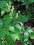 gelber Eisenhut (aconitum lycoctonum)