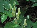 gelber Eisenhut (aconitum lycoctonum), Ausschnitt