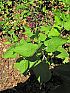 Wald-Ziest (stachys sylvatica)