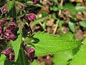 Wald-Ziest (stachys sylvatica), Ausschnitt