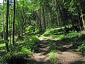 Waldweg, wilder Wald