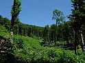 Waldlichtung, wolkenloser Himmel