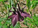 Akeleien (Aquilegia), Ausschnitt