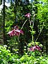 Akeleien (Aquilegia)