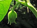 Tollkirsche (Atropa), Ausschnitt