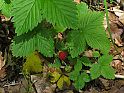 Wald-Erdbeere (Fragaria vesca)