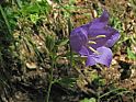 Glockenblume (Campanula)