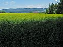 leuchtend gelber Rapsacker, Bauernhof, Berge