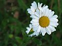 Margerite (Leucanthemum vulgare)