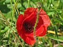 Klatschmohn (Papaver rhoeas)