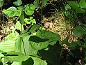 gelber Frauenschuh (Cypripedium calceolus), verblüht