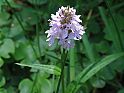 evtl. geflecktes Knabenkraut (Dactylorhiza maculata)