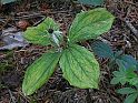 Einbeere (Paris quadrifolia)