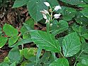 weißes Waldvöglein (Cephalanthera damasonium)