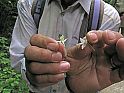 Waldhyazinthe (Platanthera), links bifolia, rechts chlorantha