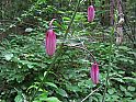 Türkenbund (Lilium martagon)