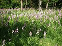 Wiese mit Diptam-Pflanzen, Elsass, Hirtzfelden, Rothleible-Wald; 24.05.2009